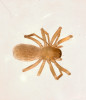 Edafomorfní plachetnatka Cambridgeova (Porrhomma cambridgei, 10, délka 1,6 mm). Foto M. Řezáč