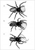 Taktiky uchopení stínek používané pavouky rodu Dysdera. Taktika kleště využívaná druhy s prodlouženými  chelicerami (a), technika vidlička  používaná druhy s prohnutými chelicerami (b) a klíč u druhů se zploštělými chelicerami (c). Orig. M. Řezáč