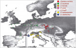Rozšíření druhů komplexu šestiočky rudé (Dysdera erythrina). Centrum speciace se nachází v jihozápadní  Evropě (detail na následujícím obrázku), několik druhů  expandovalo až do střední Evropy. Orig. M. Řezáč