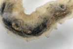 Detail párovitých panožek s háčky na břišní straně larvy. Foto H. Martinková