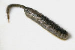 Počáteční fáze tvorby puparia v pokožce posledního larválního stadia. Foto H. Martinková