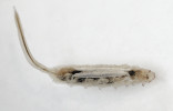 Tělo larev pestřenek trubcových (Eristalis tenax) kryje průsvitná kutikula, kterou prosvítají vzdušnice, vedoucí od předních stigmat podél celého těla až do dýchací trubice. Foto H. Martinková