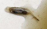 Vodní larva pestřenky trubcové (Eristalis tenax) s vyvinutou dýchací trubicí. Vyvíjejí se ve vodním prostředí bohatém na rozkládající se organickou hmotu. Foto H. Martinková