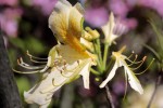  Housenice se nevyhýbají ani žíru  na květech evropského pěnišníku  žlutého (R. luteum). Foto P. Šípek