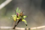 Ačkoli housenice pilatky azalkové konzumují i květy japonské azalky R. obtusum ′Ledikanense′, představují jejich lepivé pupeny pro dospělé samice smrtelnou past. Foto P. Šípek