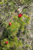 Pivoňka tenkolistá (Paeonia tenui­folia) z Krymu (zde pohoří Kara Dag)  je v době květu skoro poloviční velikosti oproti rostlinám ze středního Rumunska nebo stepí Ruska. Byla popsána jako P. lithophila, ale její taxonomická  hodnota je sporná. Obdobné rostliny z Rumunska byly popsány  jako P. tenuifolia var. murfatlarensis. Foto P. Sekerka