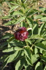 Pivoňku parnaskou (Paeonia parnassica), která na první pohled zaujme tmavou barvou květu, popsal až v r. 1977 řecký botanik Dimitrios B. Tzanoudakis.  Je příbuzná pivoňce rohaté (P. arietina), některé její populace v Turecku mají také výrazně tmavé květy, ale o něco světlejší než u p. parnaské. Foto P. Sekerka