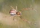 Tento druh pavouka je charakteristický vidlicovitě rozvětveným podélným  pruhem na hlavohrudi a širokým  stromečkovitým podélným pásem  na zadečku. Na snímku samice.  Foto A. Poledníček