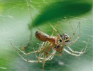 Při kopulaci jsou tito pavouci  zavěšeni vzhůru nohama na horizontální  plachetce sítě samice. Samec podleze hlavohruď samice, aby se kopulačními orgány na koncích makadel dostal ke kopulačnímu orgánu na břišní straně  jejího zadečku. Foto M. Gábriš