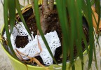 Hnízdo plcha lesního vytvořené v květináči ze suchých listů dračince (Dracaena sp.) a krajek. Foto P. Molitor