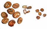 Četné zbytky vlašských ořechů,  žaludů a lískových oříšků bývají  nalézány pod stromy s častým výskytem plchů. Foto J. Rychlý