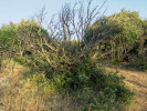 Také duby cesmínovité (Quercus ilex) rychle regenerují a již po třech letech (na tomto snímku) vytvoří mikroklima vhodné pro růst dalších rostlin, zde ostružiníku středozemského (Rubus ulmifolius), ale i pro život suchozemských plžů. Foto L. Juřičková