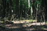 Zmlazující dřeviny jsou zvěří silně okusovány a nemají šanci odrůstat. Foto N. Němejcová