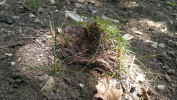 Trs ostřice nízké (Carex humilis) na svahu výrazně ovlivněném působením muflonů a s tím spojenou půdní erozí. Foto P. Karlík