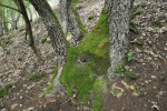 Většina lesů v Karlickém údolí bývala obhospodařována jako pařeziny. Pozůstatky nacházíme i po 70 letech od ukončení tohoto hospodaření. Z polykormonu vyrůstá vždy několik kmenů, které se opakovaně seřezávaly na palivo. Foto T. Tichý