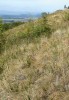 Step s ovsířem stepním (Helicto­trichon desertorum) na vrchu Oblík v Českém středohoří. Foto J. Roleček