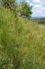 Step s ovsířem stepním (Helicto­trichon desertorum) na vrchu Kasova hora u města Halič na západní Ukrajině. Foto J. Roleček 