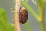 Kokon rákosníčka Macroplea appendiculata vyplněný vzduchem z rostlinného aerenchymu. Foto P. Krásenský 