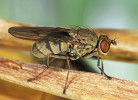 Dospělec břežnice Notiphila annulipes, délka těla přibližně 4 mm, Jizerské hory. Foto J. Roháček 