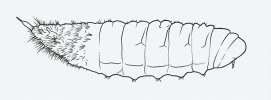 Larva pestřenky Melanogaster hirtella v bočním pohledu. Upraveno podle: G. C. Varley (1937). Kreslila R. Bošková 