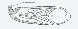 Břežnice Notiphila annulipes – puparium chránící kuklu břežnice N. riparia v dorzálním pohledu. Před kuklením se larva pomocí posledního zadečkového článku s larválními spirakuly ukotví uvnitř rostlinného pletiva, načež se změní v kuklu. Svlečka posledního larválního instaru vytvoří puparium s komorou vyplněnou vzduchem, která je v kontaktu s aerenchymem rostliny. Upraveno podle: D. F. Houlihan (1969b). Kreslila R. Bošková 