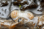  Larva rákosníčka Donacia versicolorea při pohledu z břišní strany – konec zadečku s hákovitými spirakuly vlevo, hlava s ústním ústrojím vpravo. Foto P. Krásenský 