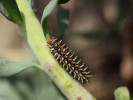 Housenky hnědáska květelového (Melitaea didyma) žijí pospolitě jen na samém začátku žíru,  po většinu vývoje jsou samostatné.  Na fotografii vzrostlá housenka na  lnici kručinkolisté (Linaria genistifolia). Hnanice, duben 2019. Foto M. Vrba