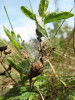 Larvální hnízdo hnědáska podunajského (Melitaea britomartis) na rozrazilu ožankovém (Veronica teucrium). Mašovice, srpen 2017. Foto A. Sucháčková Bartoňová