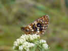 Hnědásek podunajský (Melitaea britomartis) označený číselným kódem. Mašovice, červen 2017. Foto P. Vrba