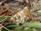 Kopulující pár hnědásků černýšových (Melitaea aurelia), vlevo samice označená číselným kódem. Mašovice, červenec 2017. Foto P. Vrba