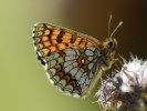 Hnědásek jitrocelový (Melitaea athalia)  obývá v Podyjí  rozvolněné porosty  vyšších křovin  a lesní lemy.  Mašovice, červen 2017. Foto M. Vrba