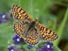 Dospělec hnědáska kostkovaného (Melitaea cinxia). Havraníky, květen 2016. Foto M. Vrba