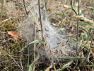 Larvální hnízdo hnědáska kostkovaného (Melitaea cinxia) na rozrazilu klasnatém (Veronica spicata). Fládnitzské vřesoviště  nedaleko Havraníků, červen 2018. Foto P. Vrba