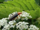 Páteříček modravý (Cantharis livida) je jedním z mnoha opylovačů miříkovitých (Apiaceae). Foto M. Honzírková