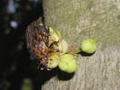 Miskovitý květ se snadno dostupným hojným nektarem tropického stromu Drypetes natalensis (Putranjivaceae)  opylují zlatohlávci Porphyronota  hebraea. Foto J. Jersáková