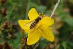 Pestřenky (Syrphidae) jsou hlavními opylovači třezalek (Hypericum),  které mají ploché květy se snadno  přístupným nektarem a velkým  množstvím prašníků.  Foto M. Honzírková