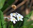 Chlupaté dlouhososky (Bombylius) svým dlouhým sosákem sají nektar z úzkých korunních trubek pomněnek (Myosotis). Foto M. Honzírková