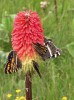 Jihoafrický mnohokvět hroznatý (Kniphofia uvaria, kopíčkovité –  Asphodelaceae) neboli Kleopatřina jehla s dlouze trubkovitými květy je hlavním zdrojem nektaru pro okáče Aeropetes  tulbaghia. Foto J. Jersáková