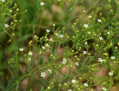 Lněnka lnolistá (Thesium linophyllon) je nejběžnějším zástupcem rodu v české květeně. Roste v suchých  trávnících a indikuje vysokou druhovou  bohatost společenstva. Foto J. Těšitel
