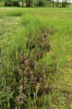 Všivec bahenní (Pedicularis palustris)  v porostu rákosu (Phragmites australis). Přírodní rezervace Chvojnov na Vysočině. Foto J. Těšitel