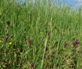 Černýš rolní (Melampyrum arvense) jako plevel v políčku ječmene v okolí Suchova v Bílých Karpatech v r. 2015. Dnes už je pole opuštěné. Foto J. Těšitel