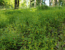 Černýš lesní (Melampyrum sylvaticum) patří mezi charakteristické druhy smrkových lesů. Dokáže vytvářet husté populace i ve velmi stinném prostředí pod zápojem lesa. Foto J. Těšitel