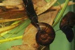 Larva vodomila rodu Hydrophilus se potravně specializovala na vodní plže okružáky (Planorbarius a Planorbis) a plovatky (Lymnaea). Foto V. Kolář