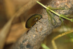 Vodník žlutonohý (Hydrochara flavipes). Foto V. Kolář