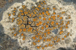 Nově popsaný lišejník z Týřova – krásnice Rufoplaca griseomarginata. Měřítko odpovídá 1 mm. Foto J. Machač a J. Vondrák