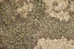 Nově popsaný lišejník z Týřova – bradavnice týřovská (Verrucaria teyrzowensis). Měřítko odpovídá 1 mm. Foto J. Machač a J. Vondrák