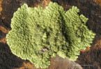  Mimořádný lichenologický nález z Týřovických skal drobnovýtruska žlutá (Pleopsidium flavum) – tento nápadný lišejník má jinde v ČR jen hrstku lokalit v okolí Prahy. Měřítko odpovídá 5 mm. Foto J. Kocourková