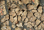 Nově popsaný lišejník z Týřova – drobnovýtruska Acarospora fissa.  Měřítko odpovídá 1 mm. Foto J. Machač a J. Vondrák
