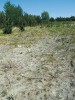 Substrát popílkovišť připomíná  jemný vátý písek i při bližším pohledu. Odkaliště Bukovina elektrárny v Opatovicích nad Labem. Foto R. Tropek
