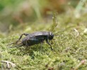 Cvrček malý (Modicogryllus frontalis) z krátkostébelných stepí Českého středohoří byl od 80. let 20. stol. v Čechách považován za vyhynulého. V r. 2010 se ho podařilo objevit  na odkališti tušimické elektrárny. Foto P. Kočárek